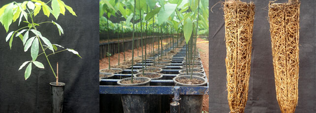 root trainer plants kerala