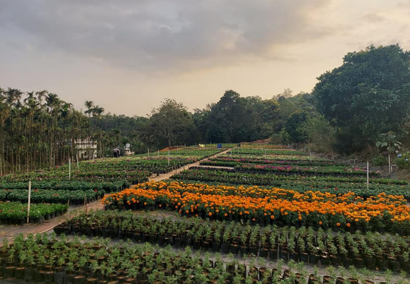 Attappadi nurseries pvt ltd