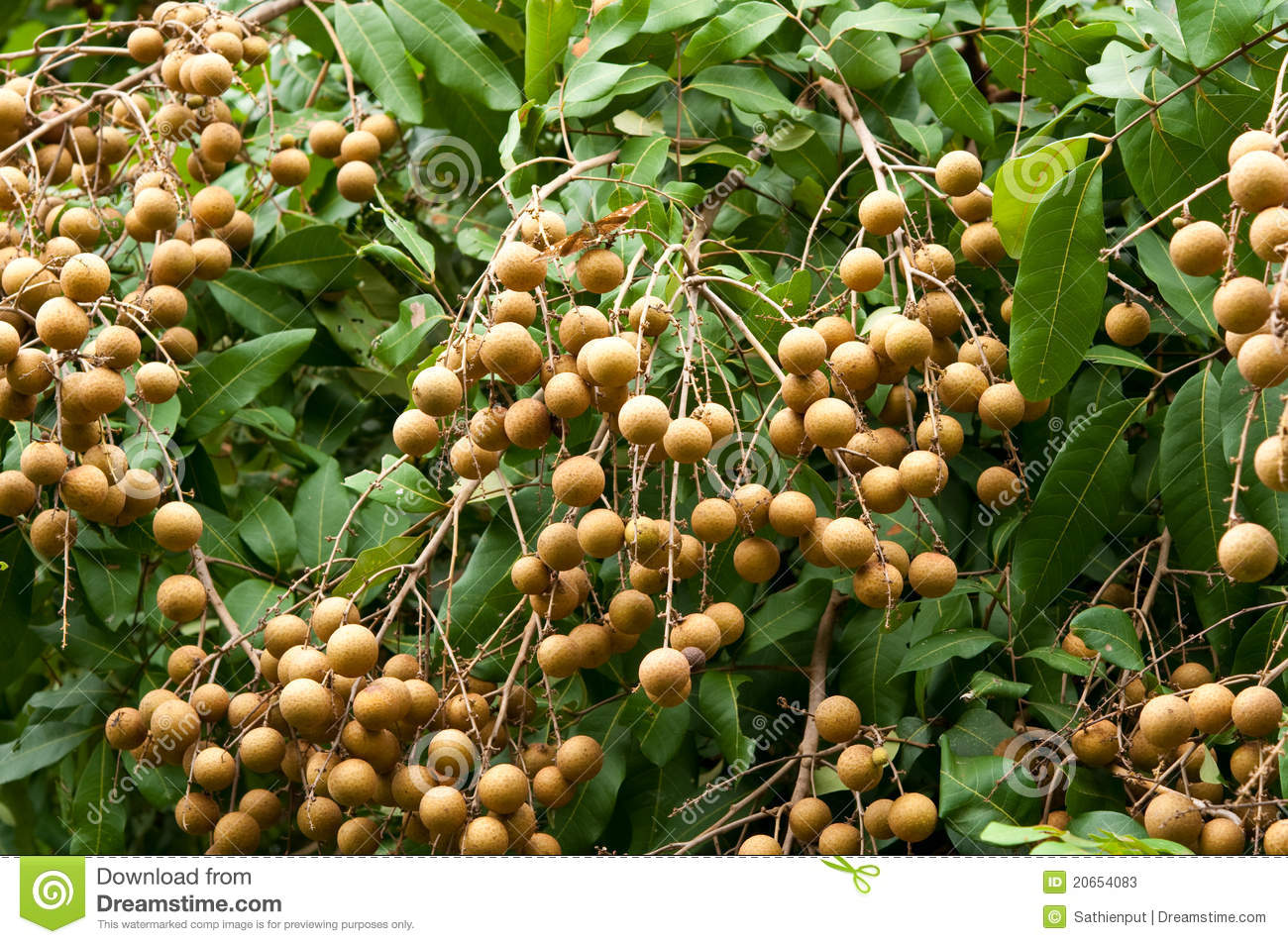 Longan