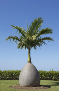 Palm Varieties