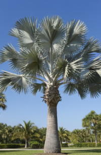 Palm Varieties