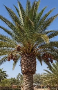 Palm Varieties