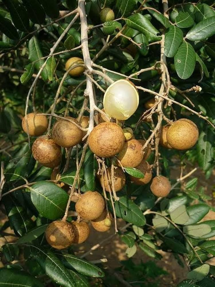 horticulture Nursery