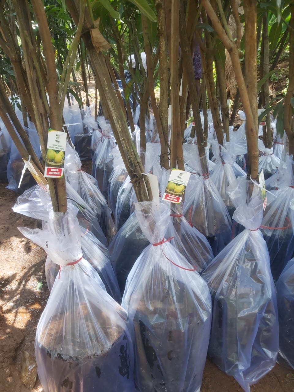 horticulture Nursery
