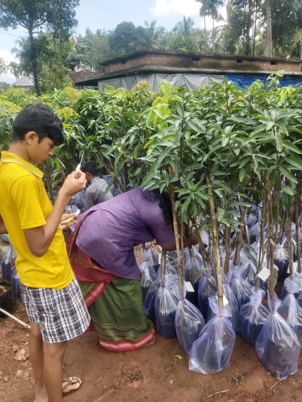 horticulture Nursery