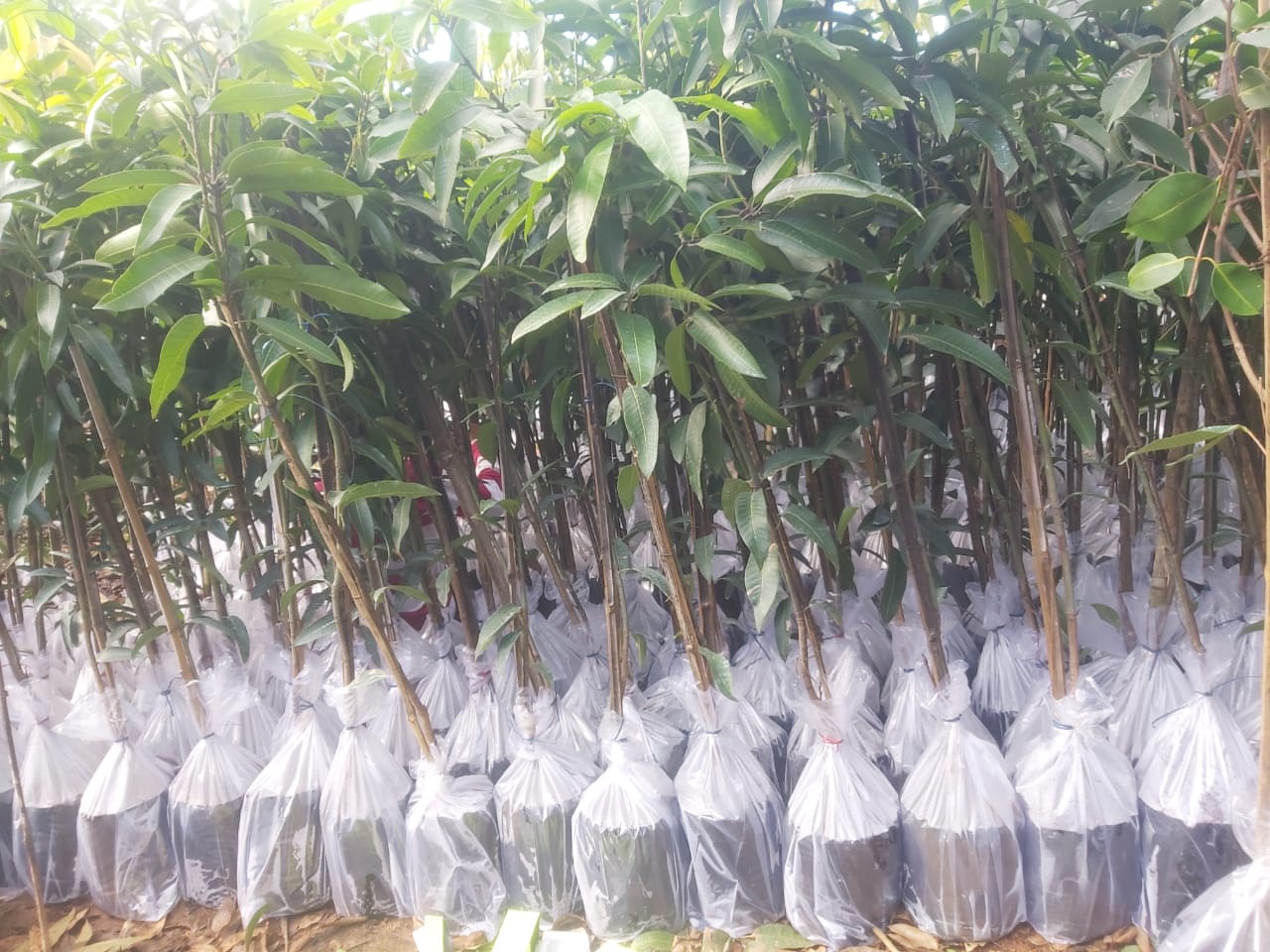 horticulture Nursery
