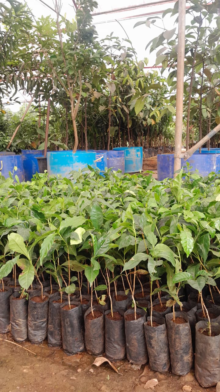 horticulture Nursery