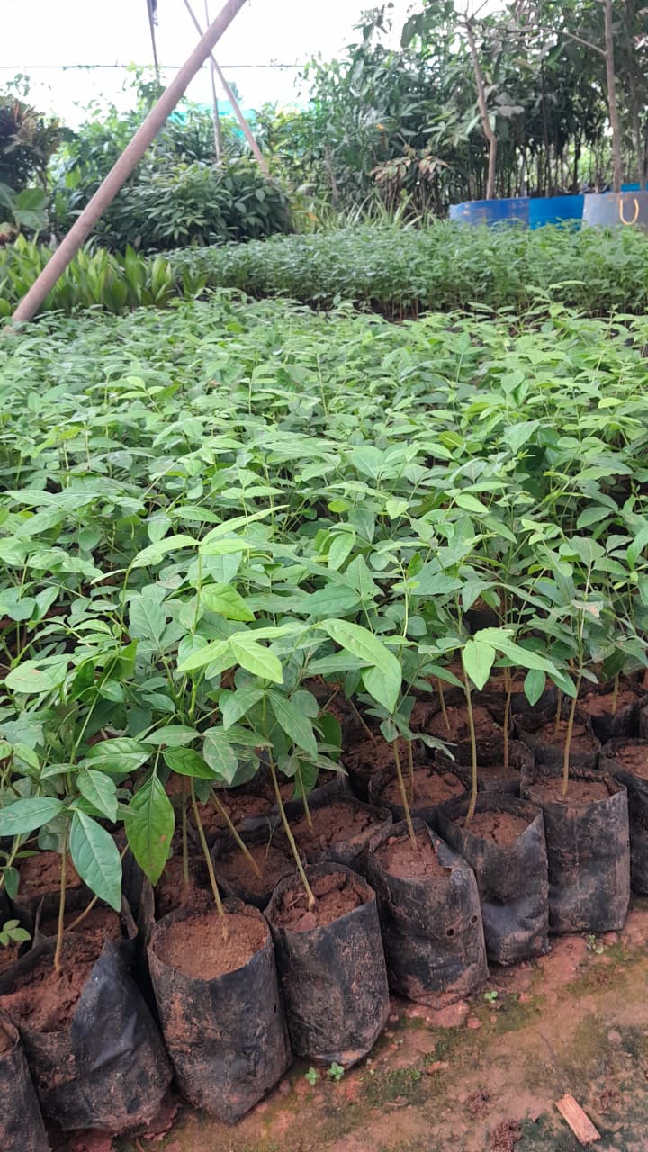 horticulture Nursery