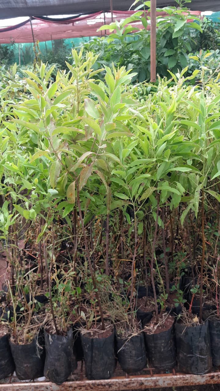 horticulture Nursery