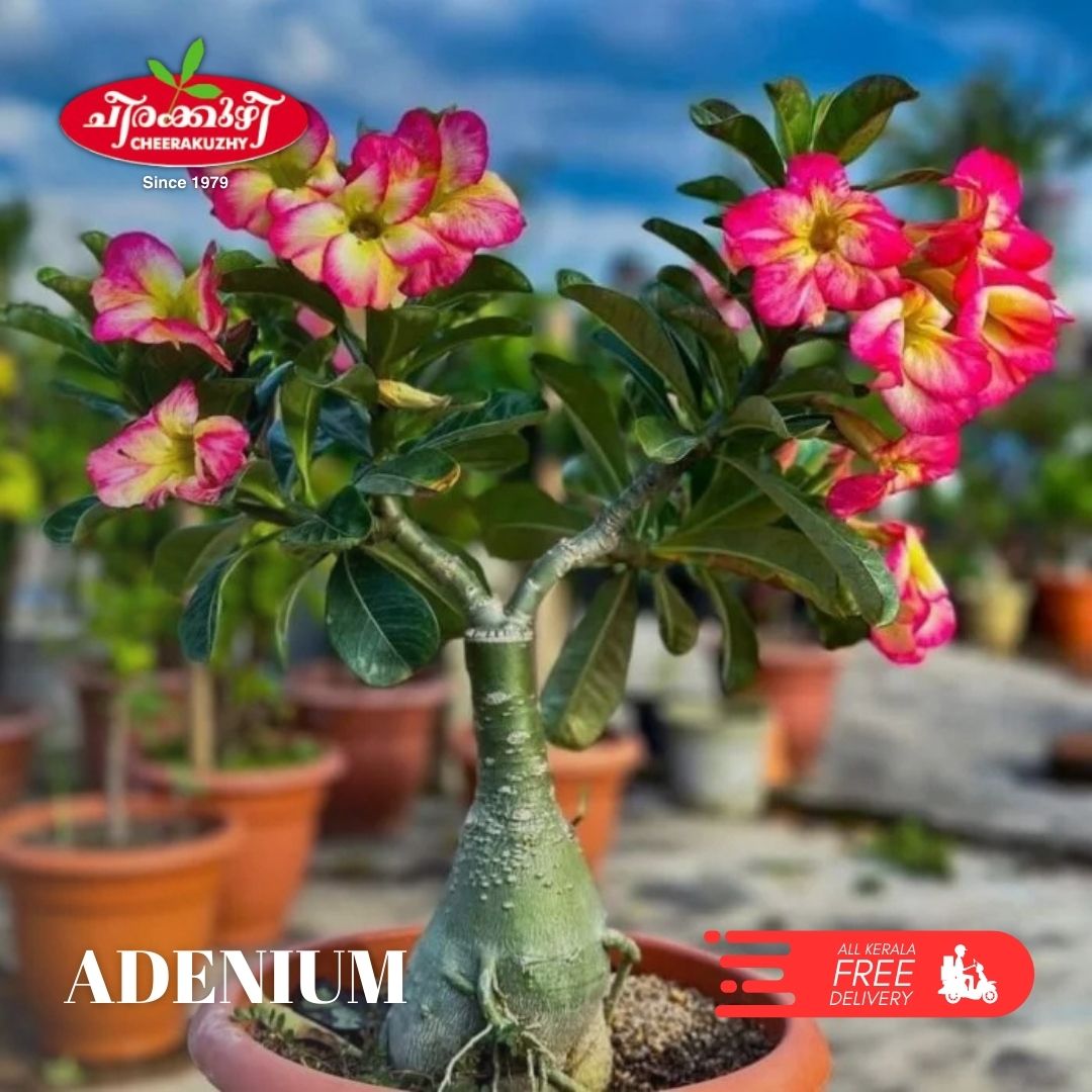 adenium