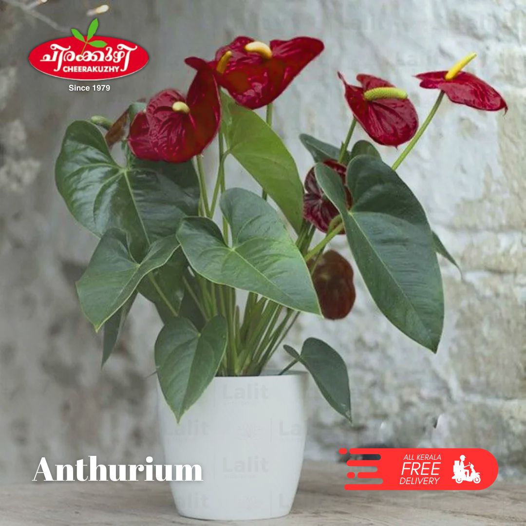 anthurium