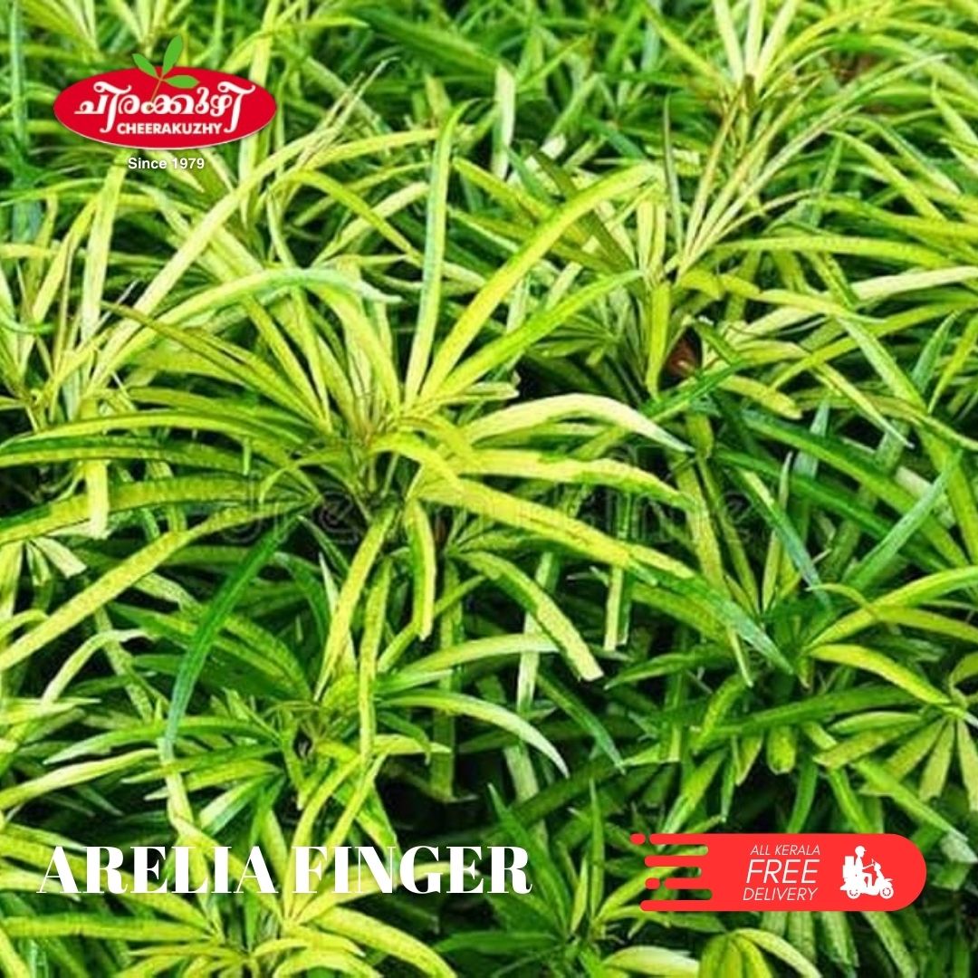 Aralia - Finger