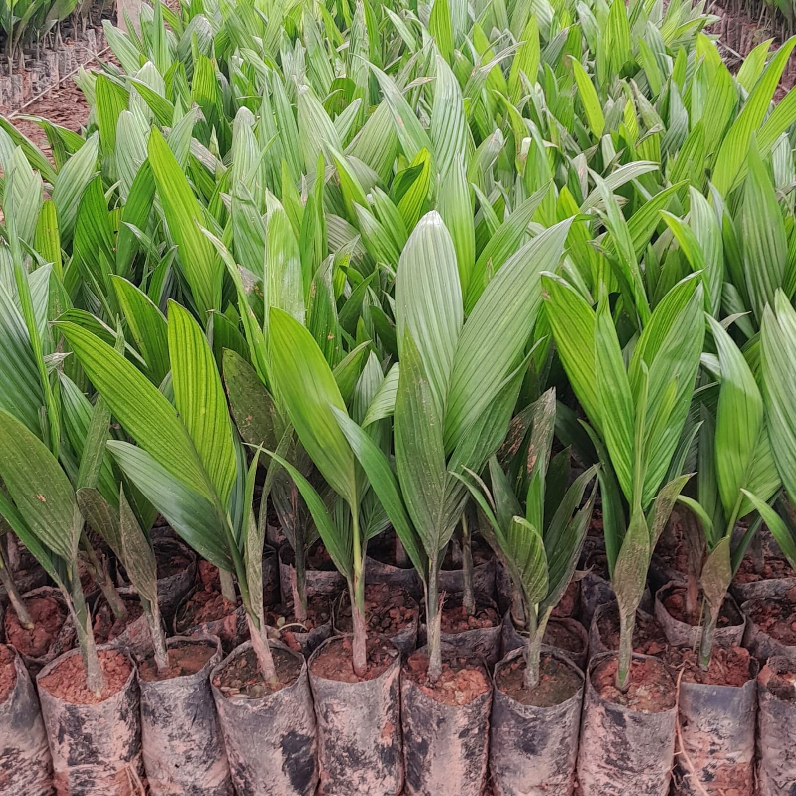 Areca Nut - Mohitnagar