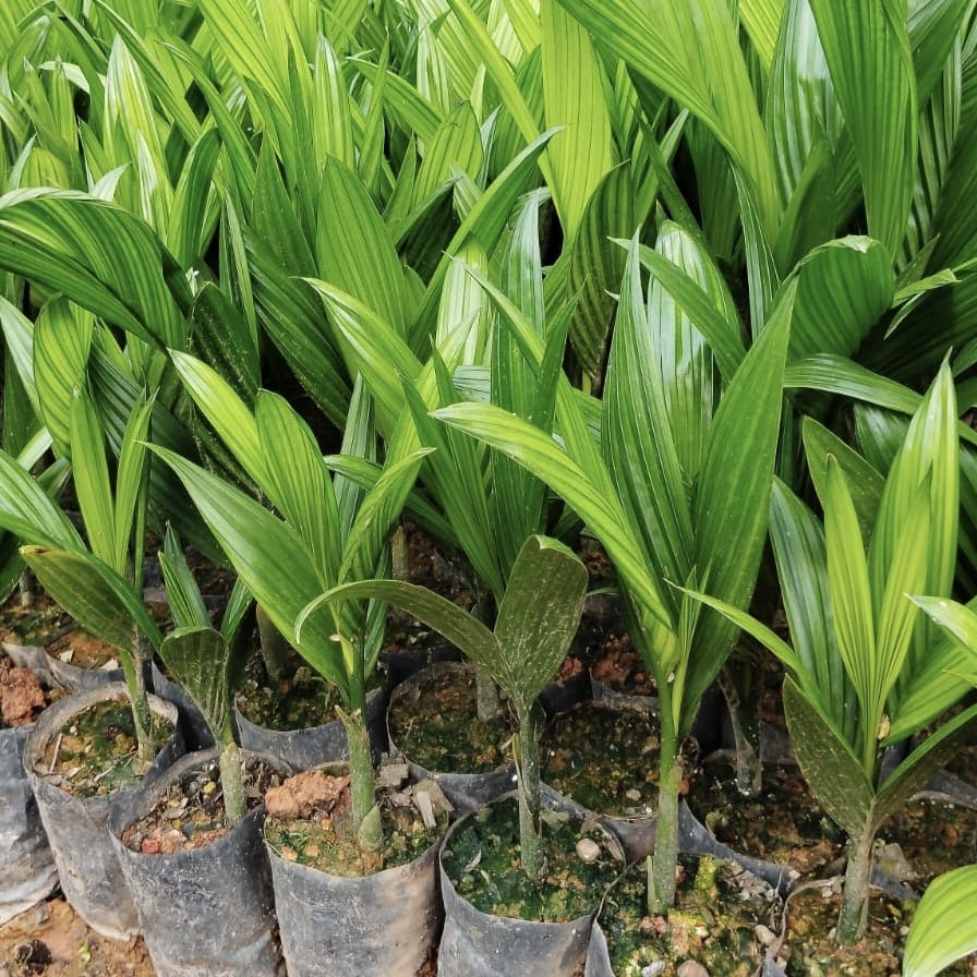 Areca Nut - Sumangala