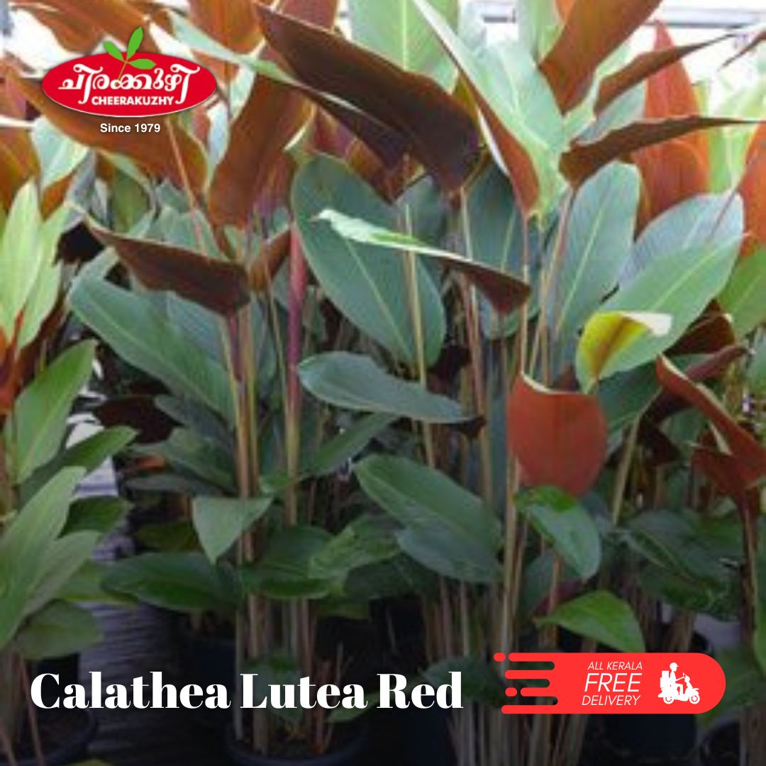 Calathea Lutea - Red