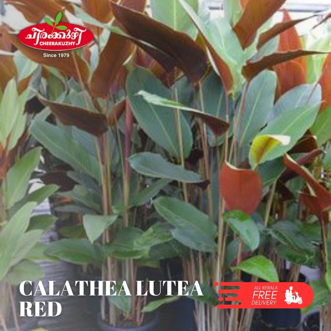 calathea lutea - red
