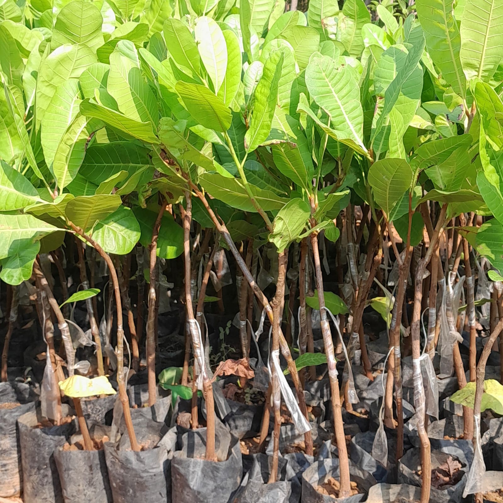 Cashew Nuts Plants