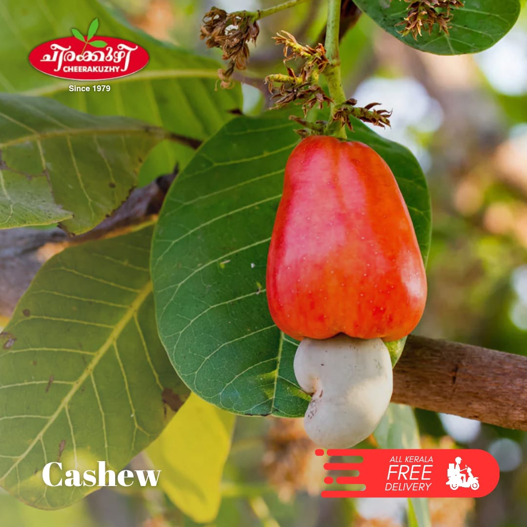 cashew nuts plants