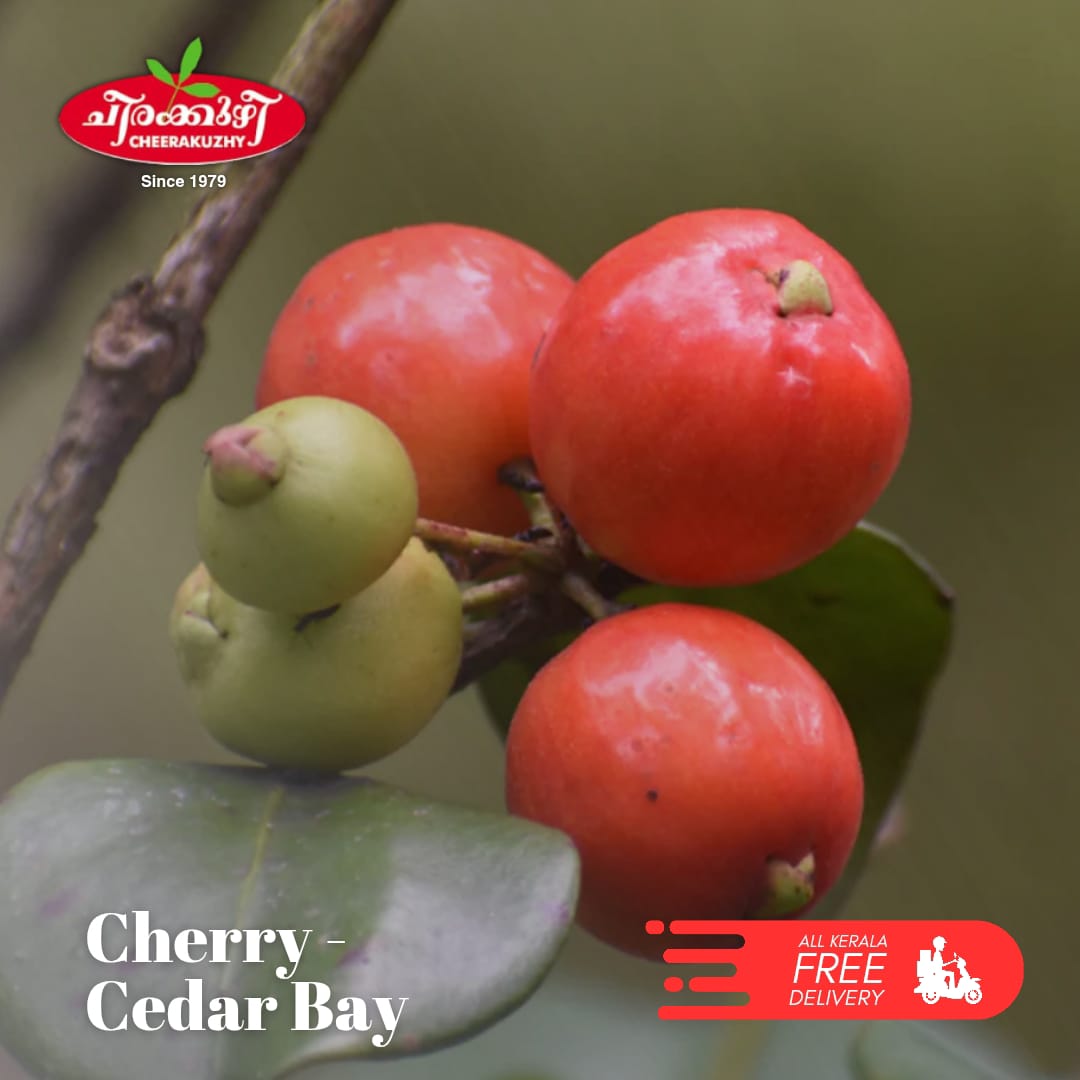 cherry cedarbay