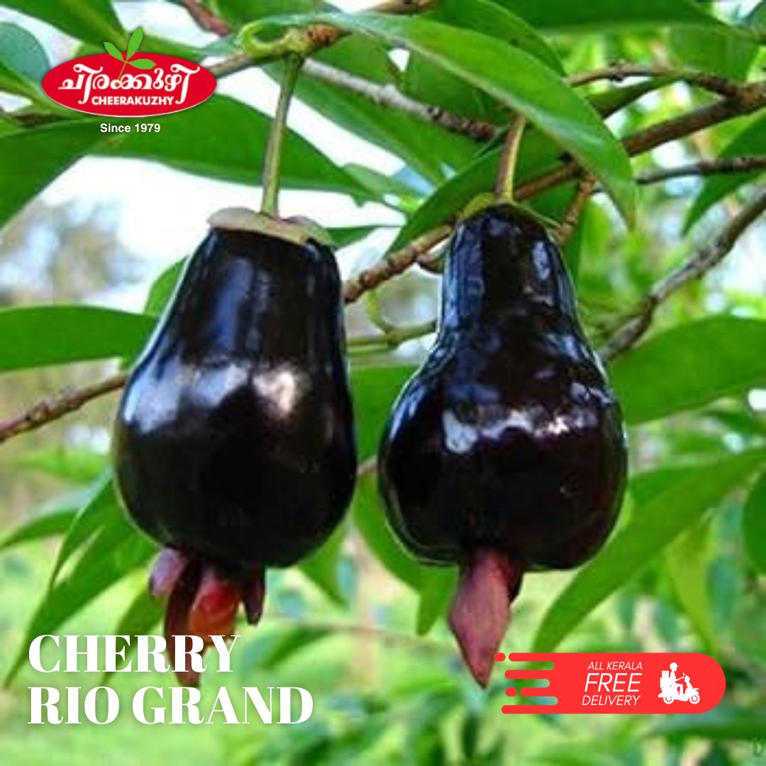 cherry rio grand