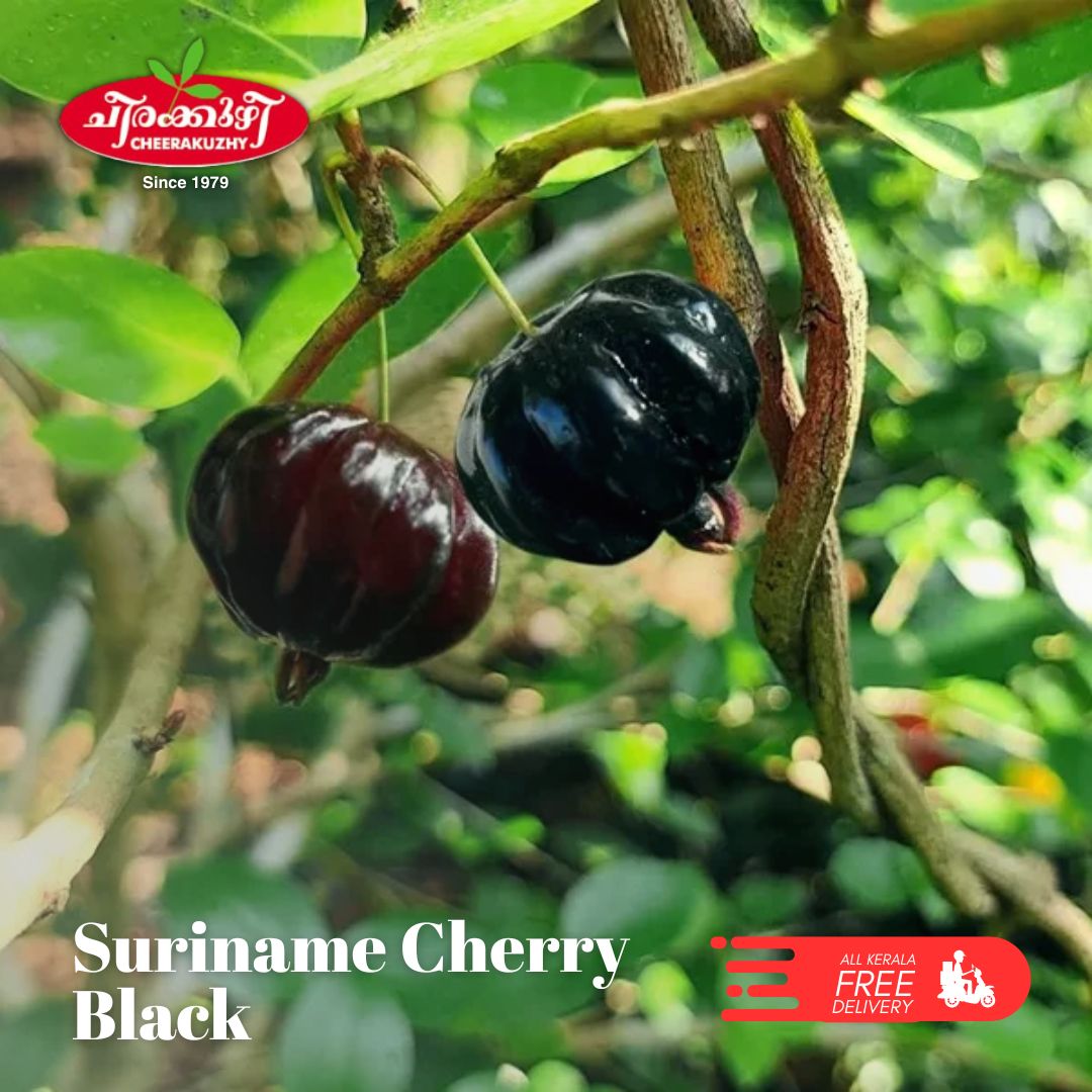 cherry suriname cherry black