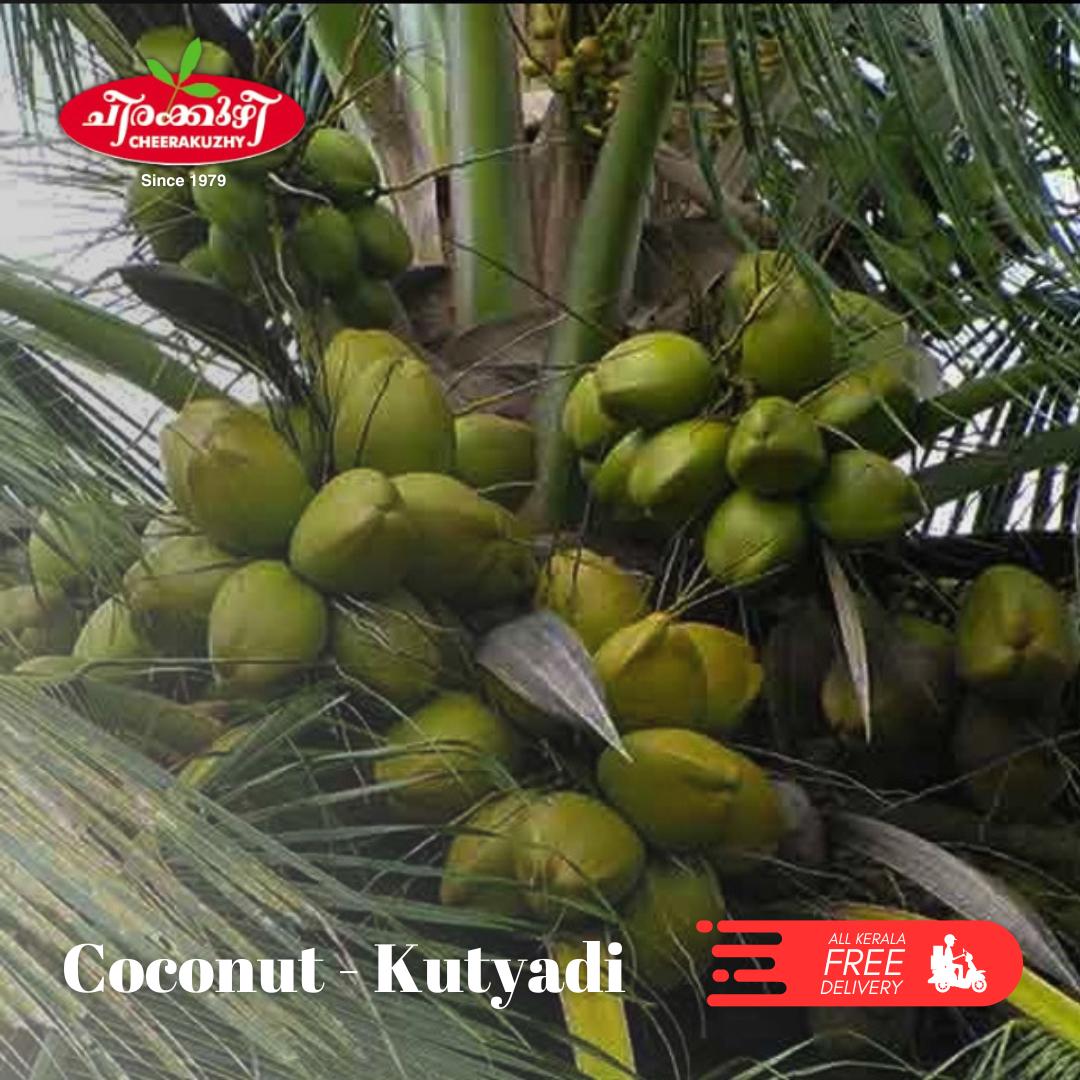 coconut - kutyadi