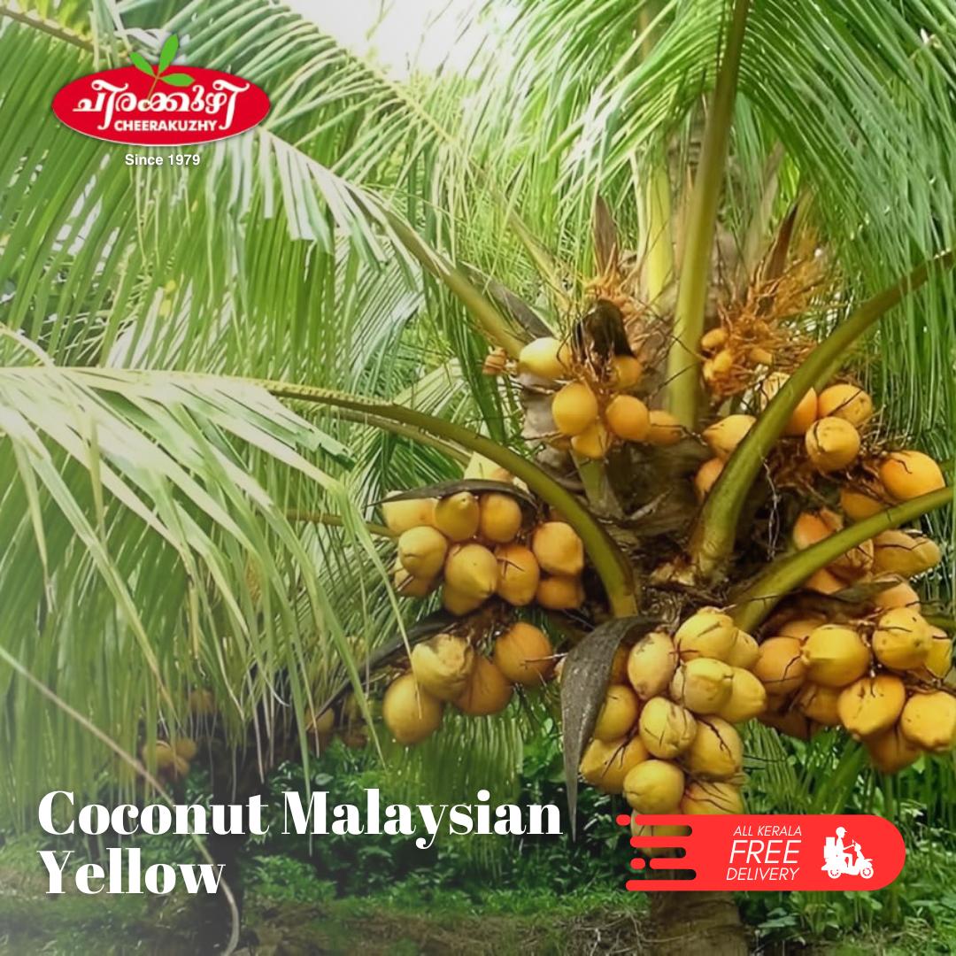 coconut – malaysian yellow