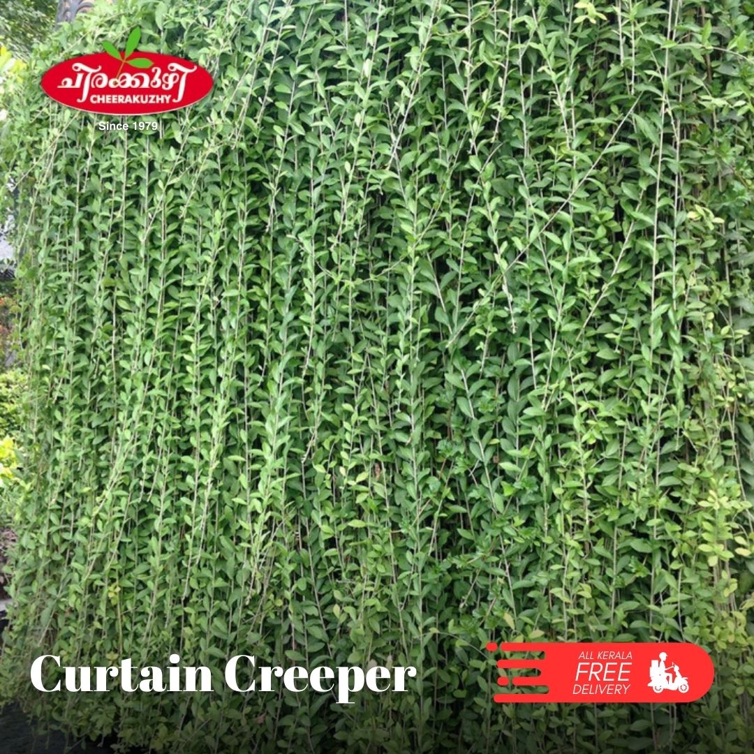 Curtain Creeper