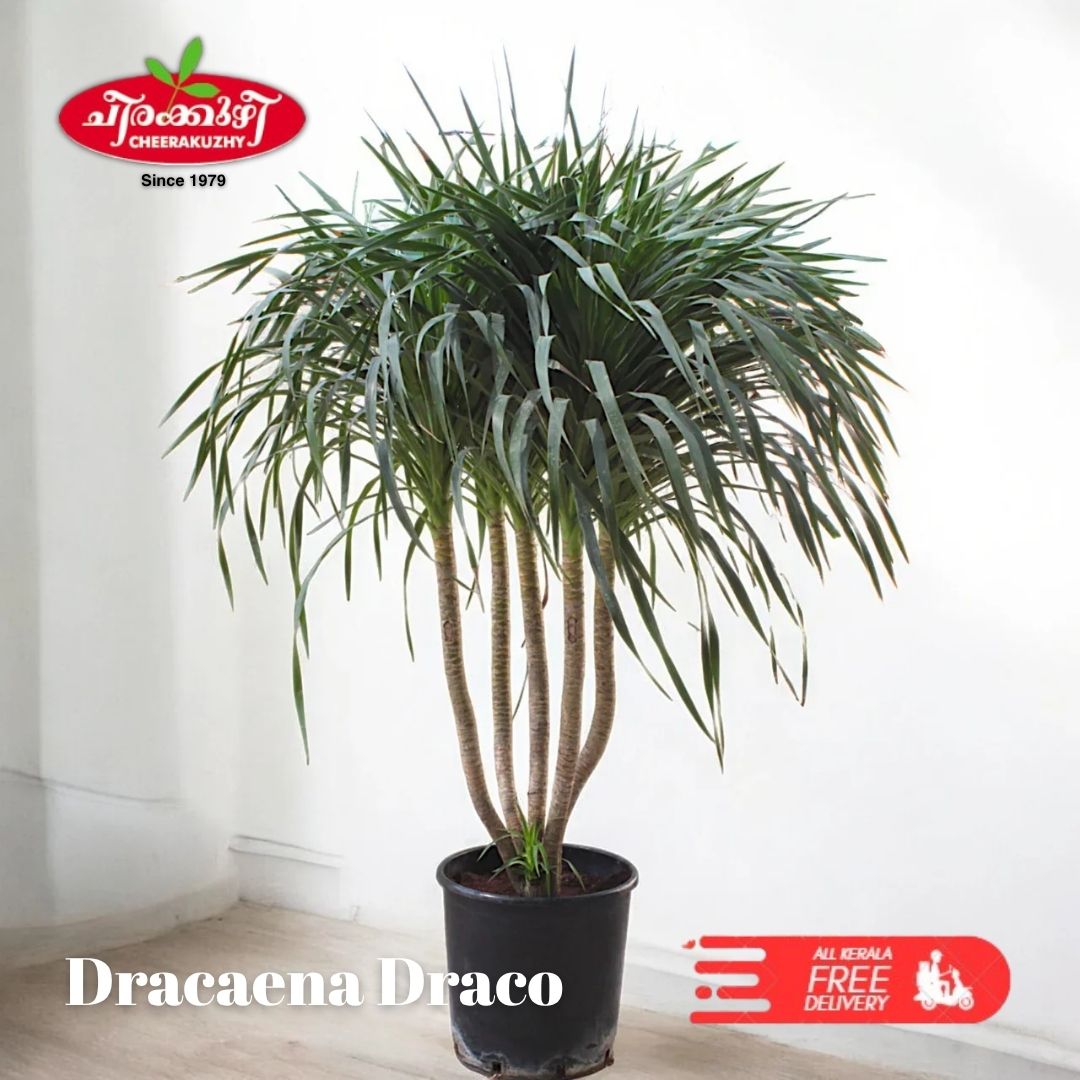 Dracaena Draco