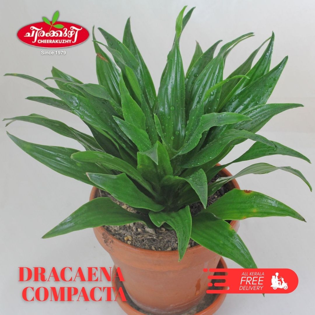 dracaena compacta