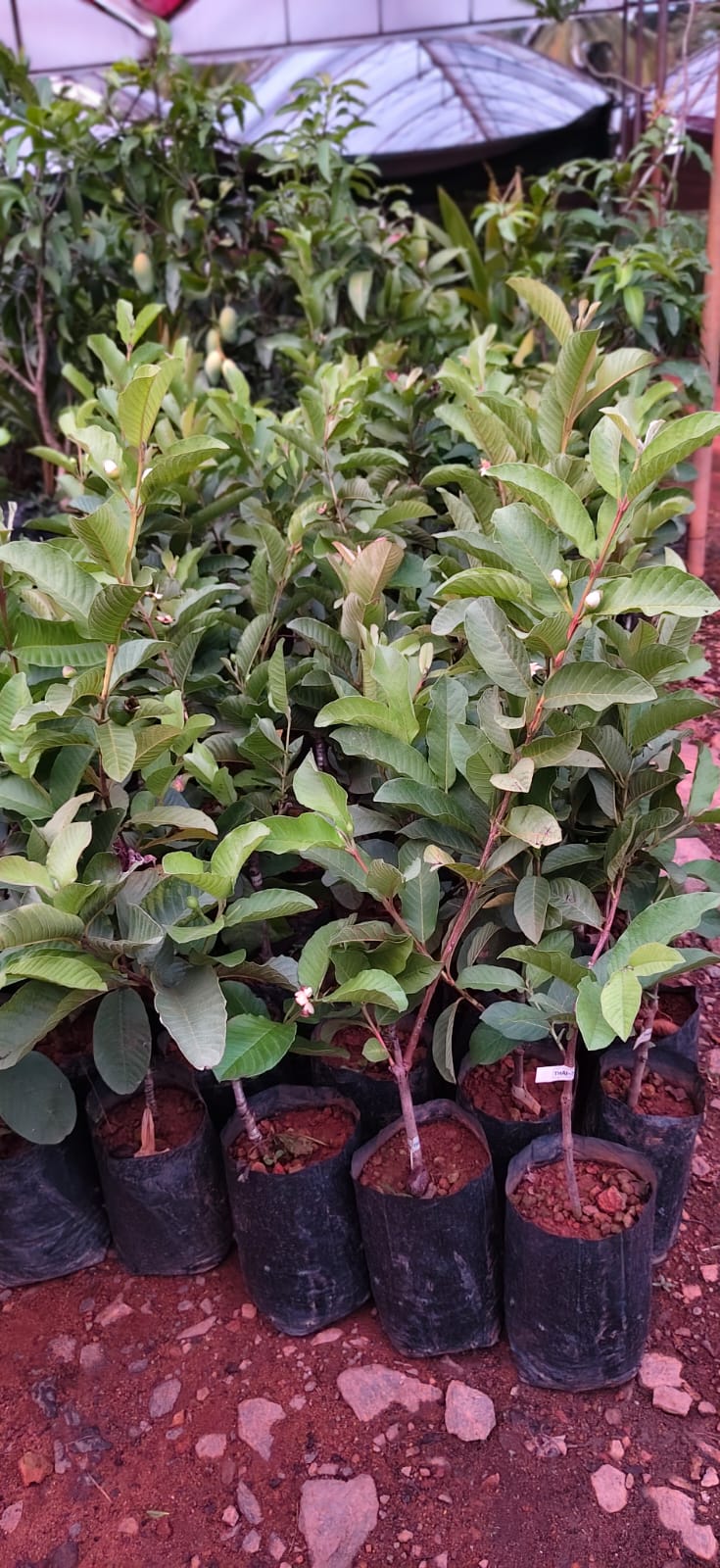 Guava - Thai 7
