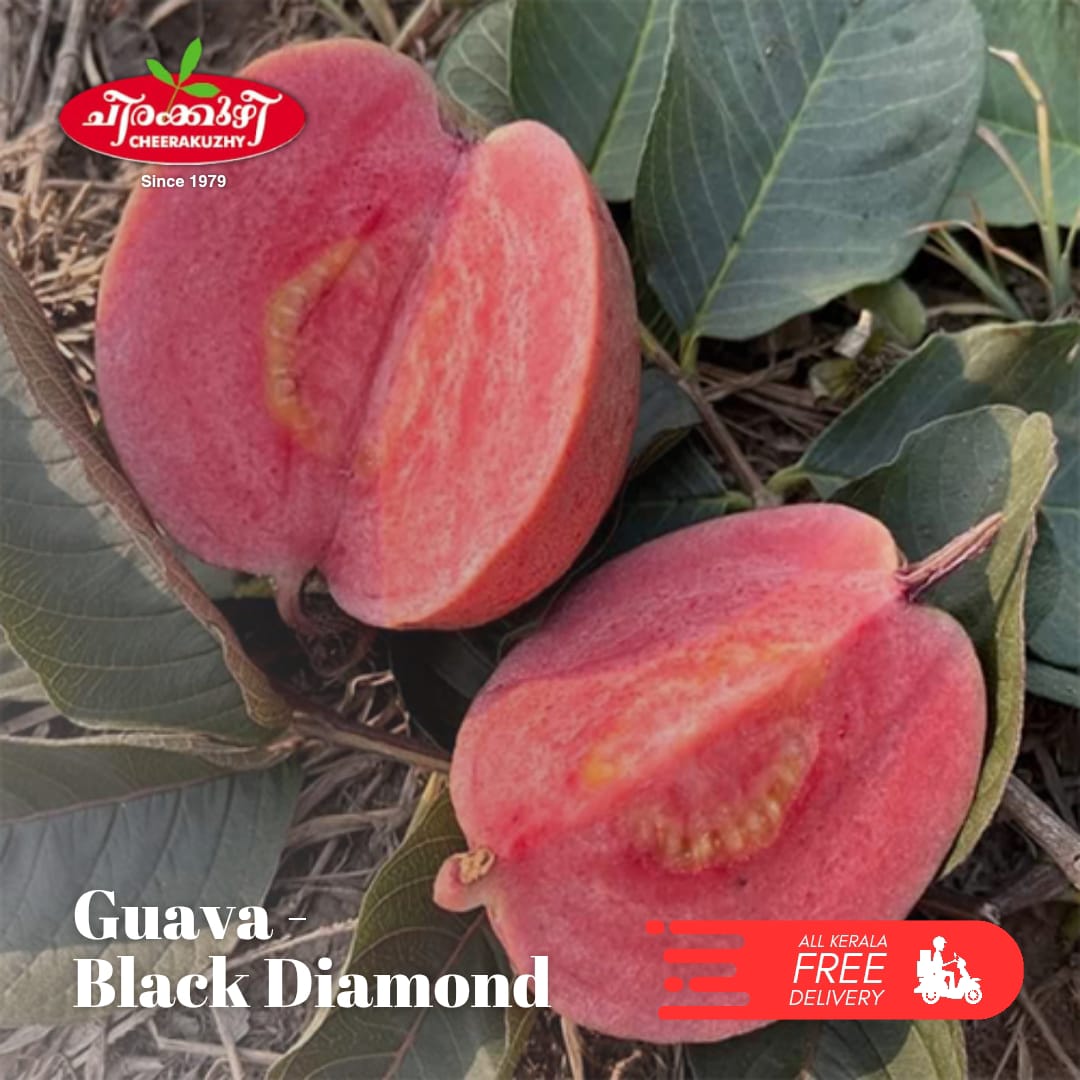 guava black diamond