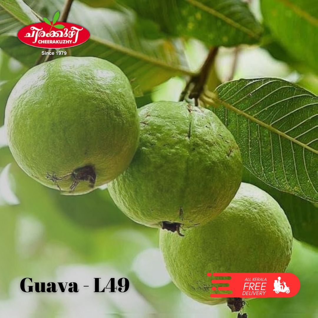guava lucknow49