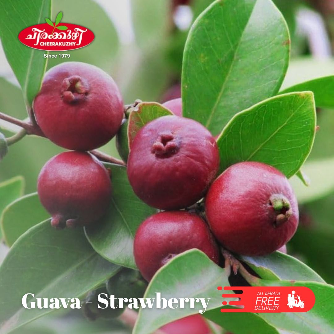 guava strawberry