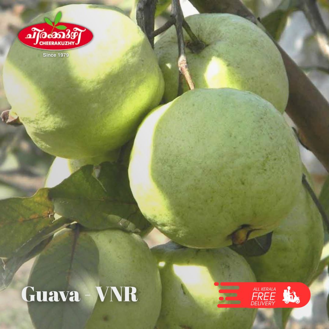 guava vnr