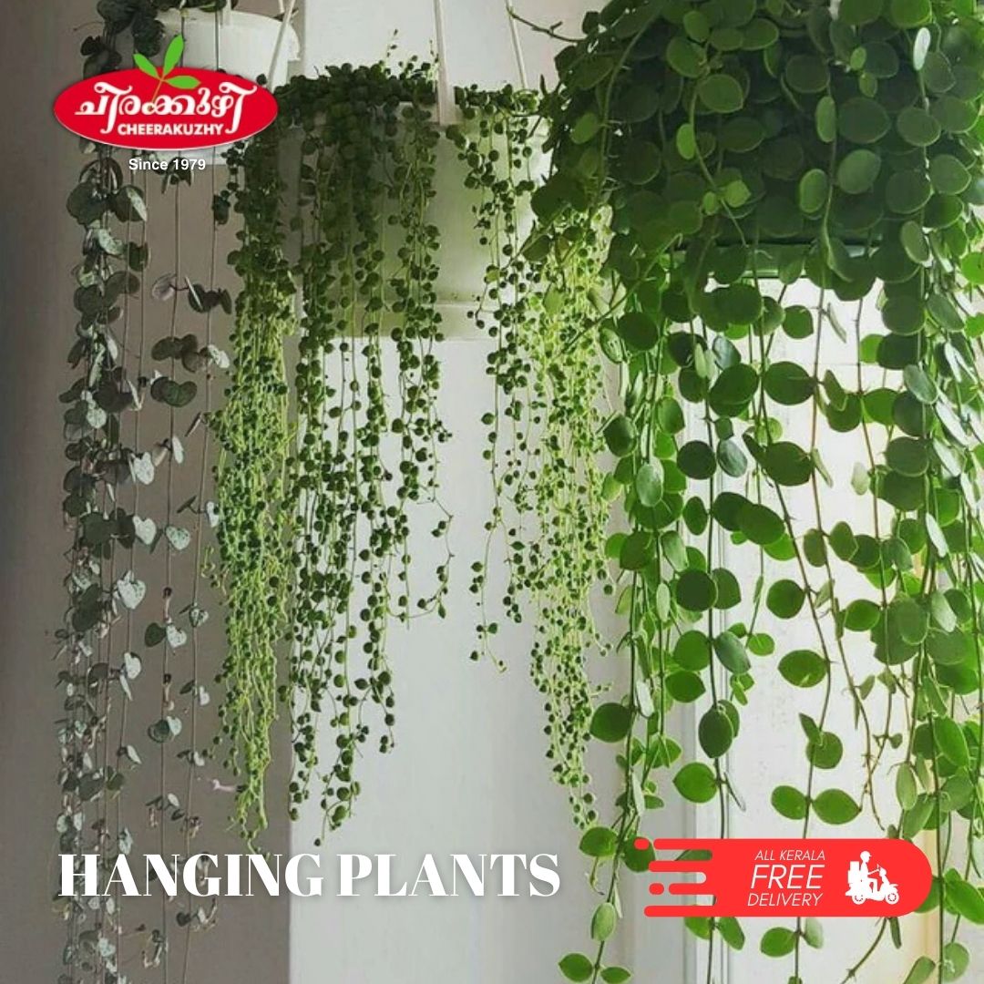 hanging plants
