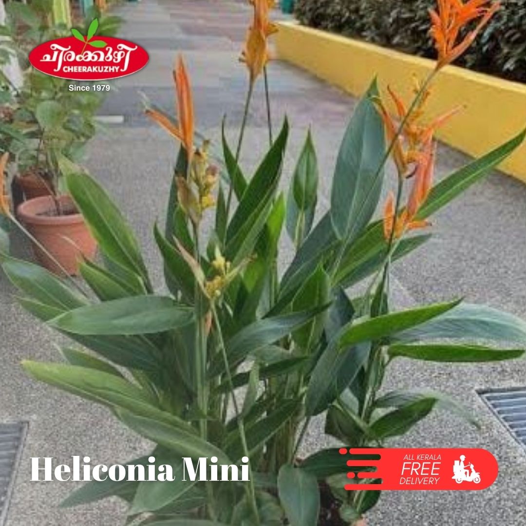 heliconia mini