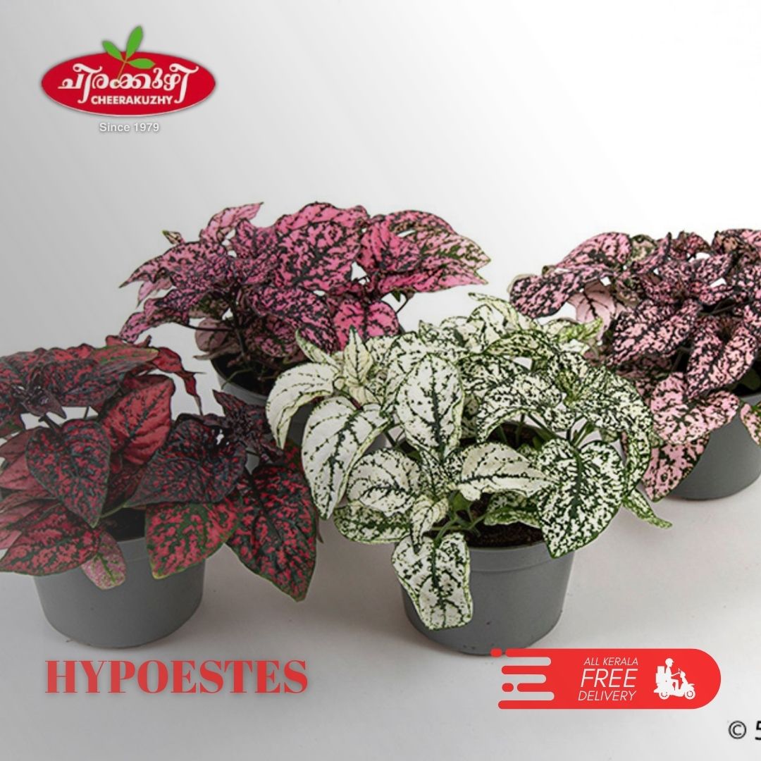 hypoestes