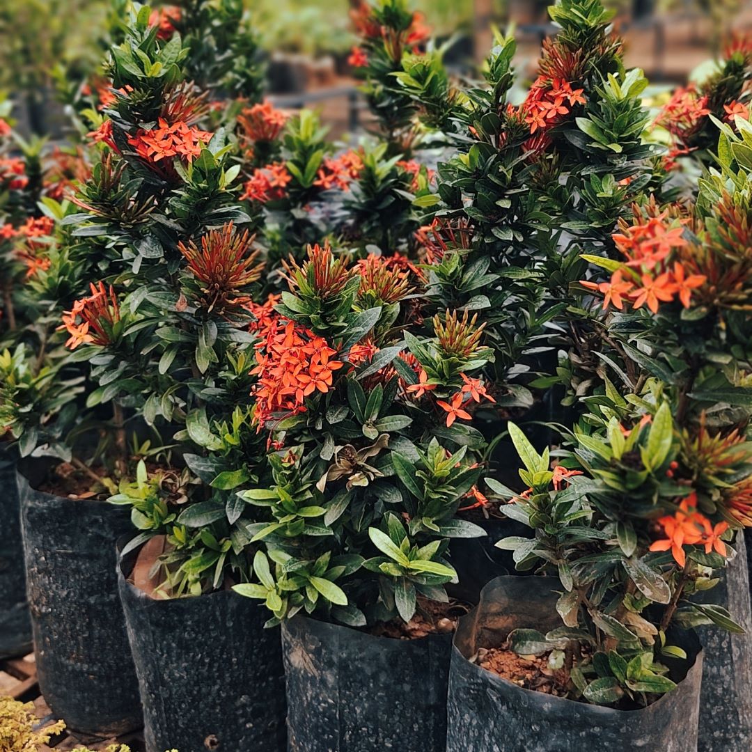 Ixora Miniatuare - (thechi)