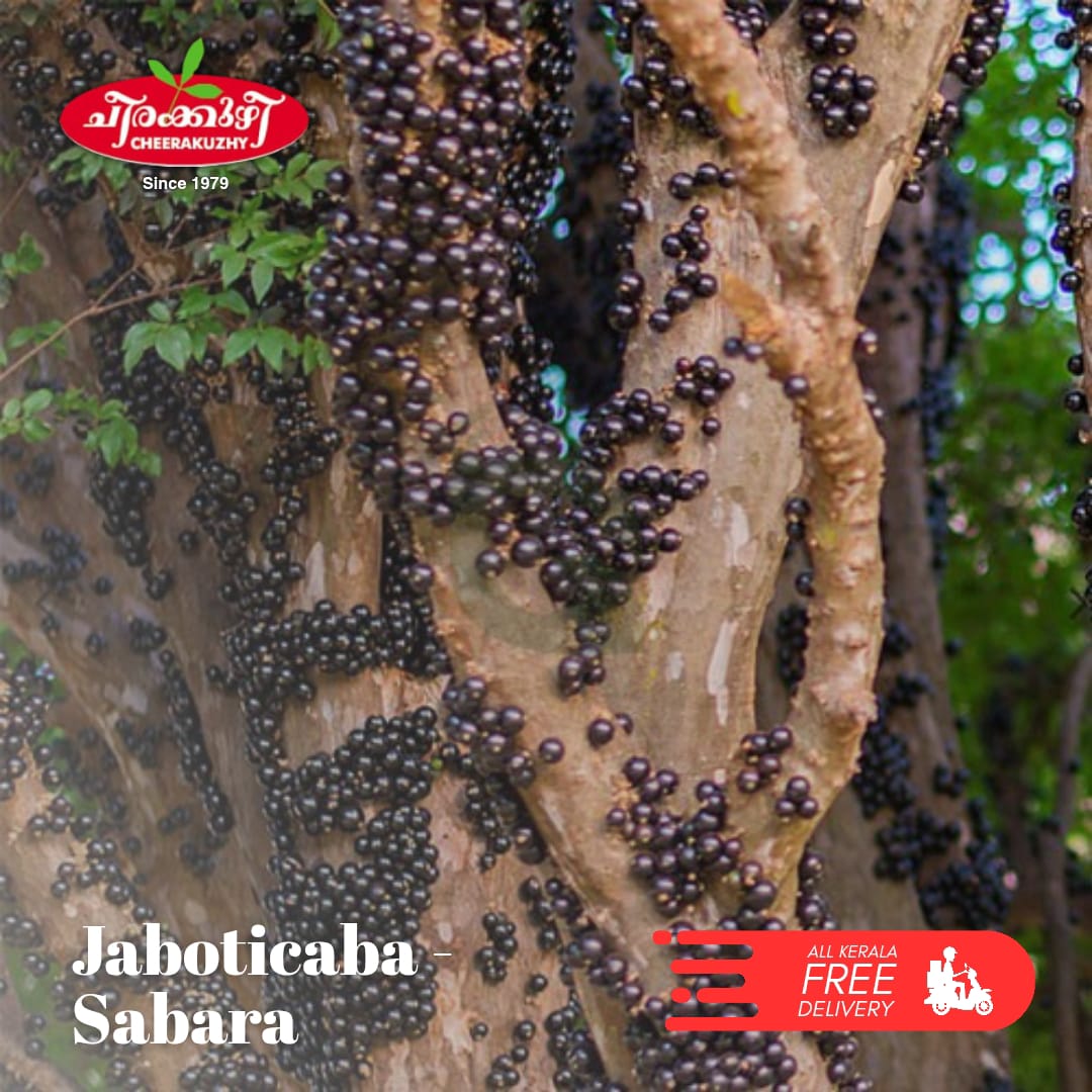 jabotticaba sabara