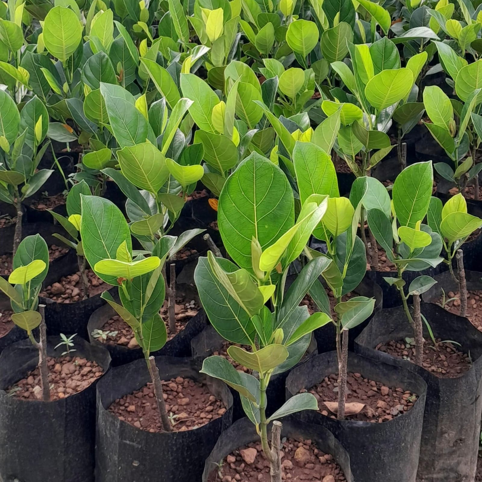 Jack Fruit - Daeng Surya