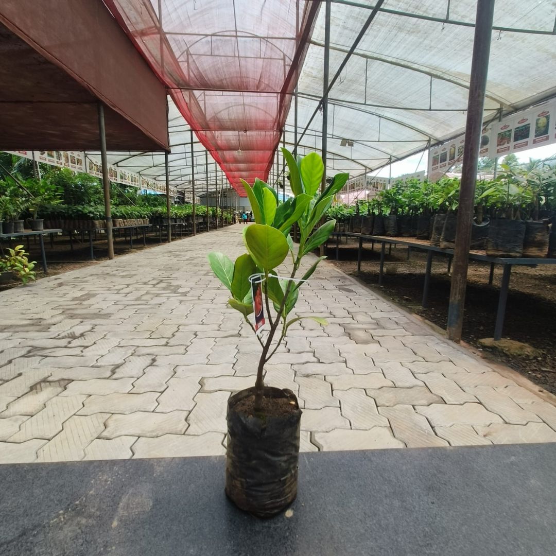 Jack Fruit - Sidhu
