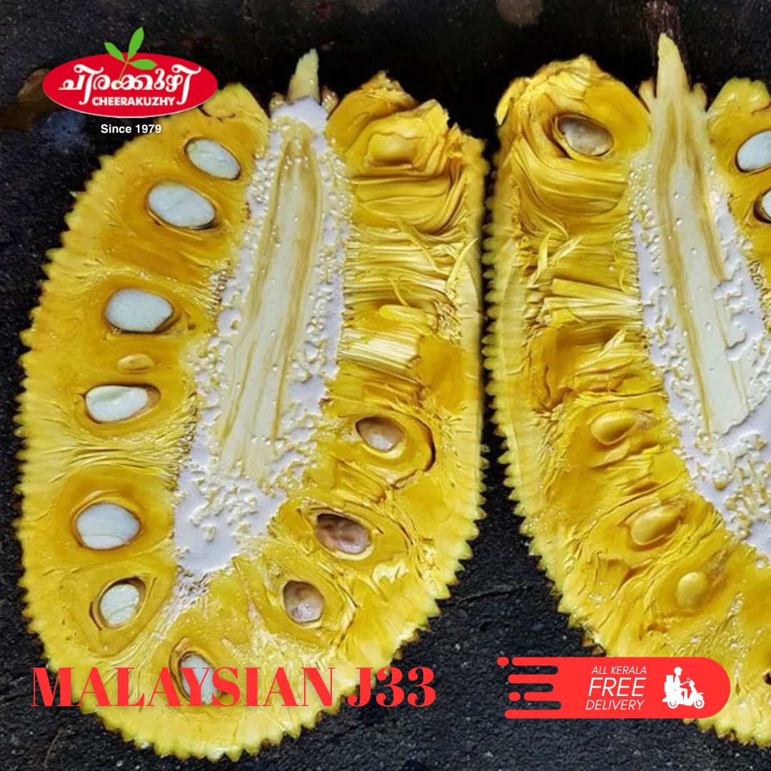 jack fruit malaysian j33