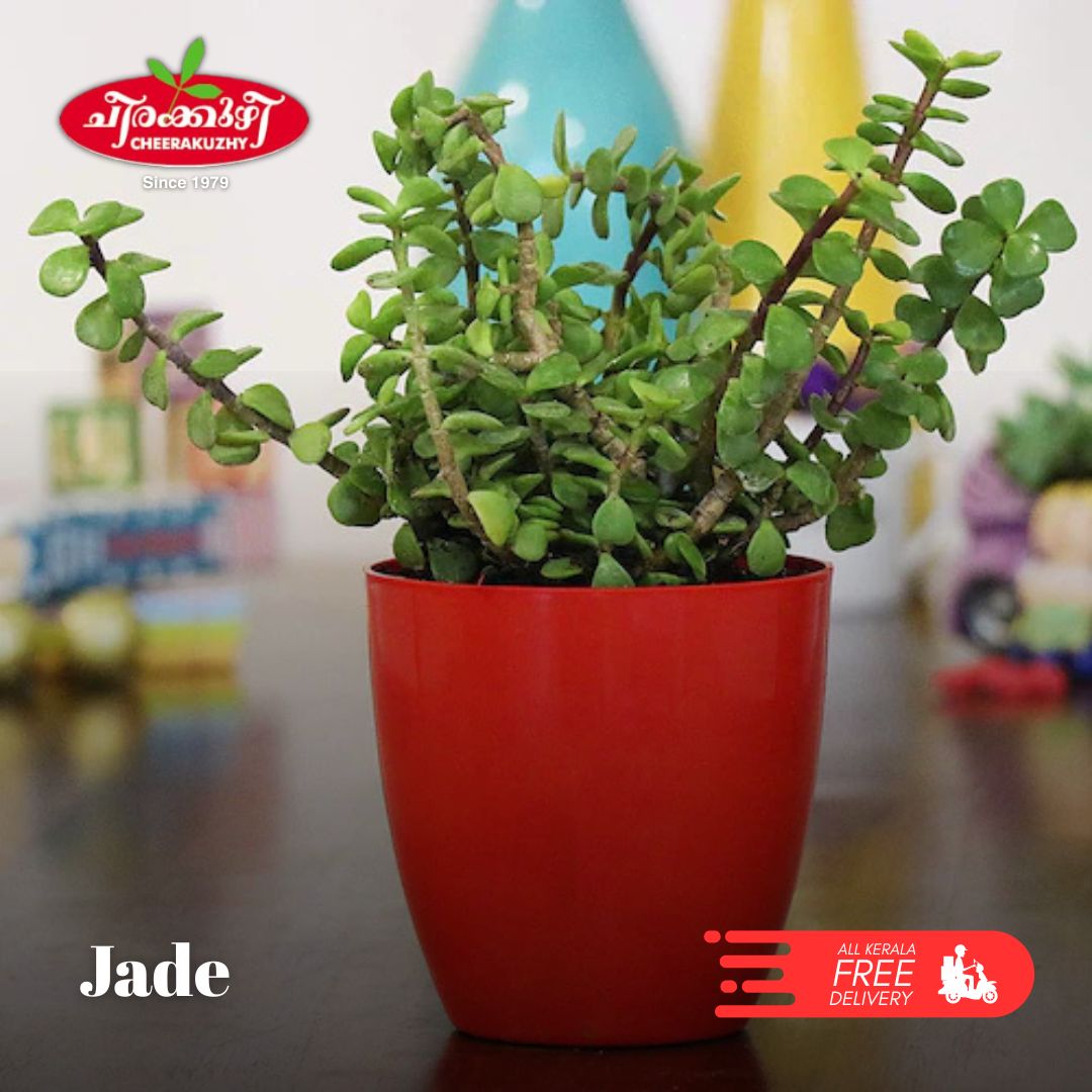 Jade Plant