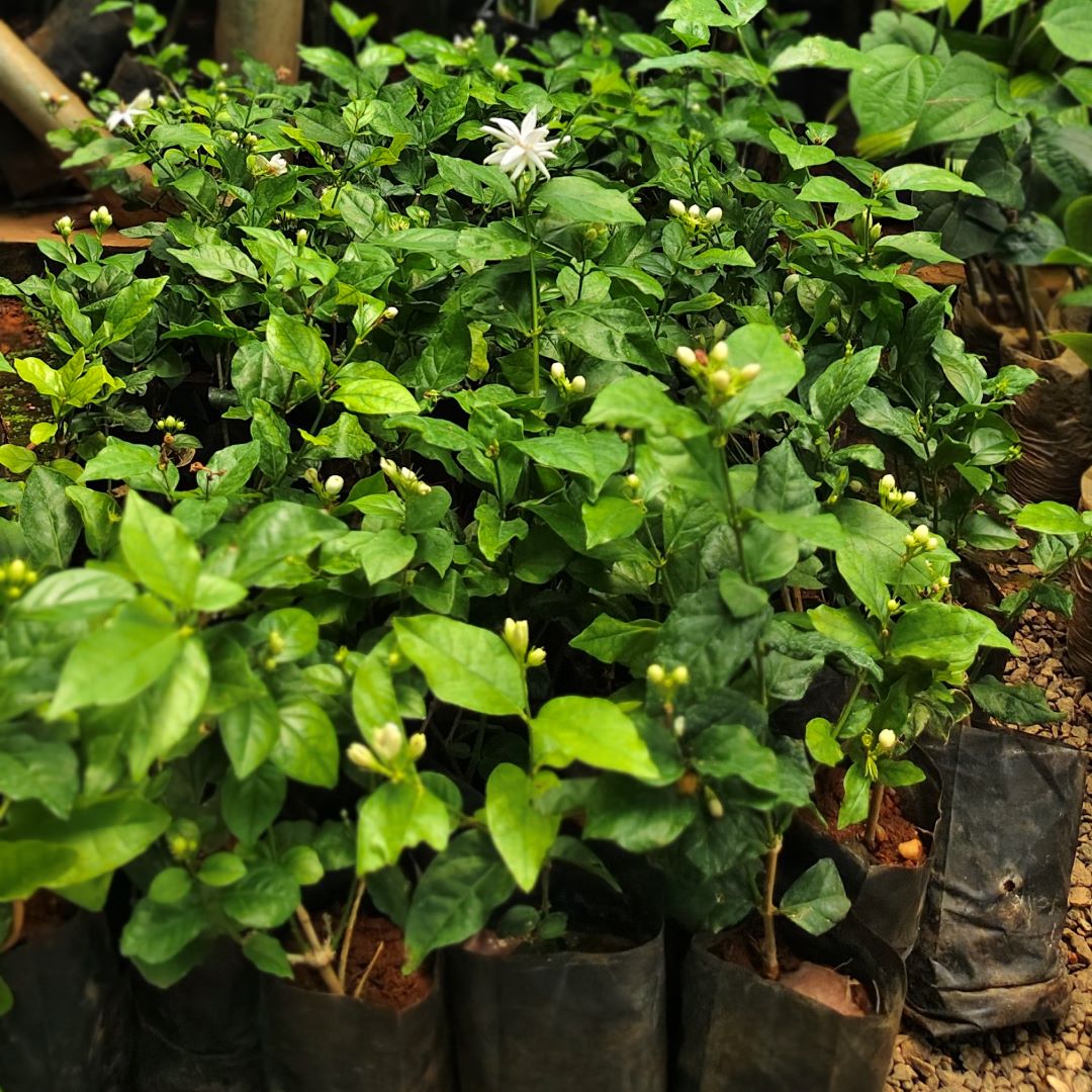 Jasmine - Kuttimulla