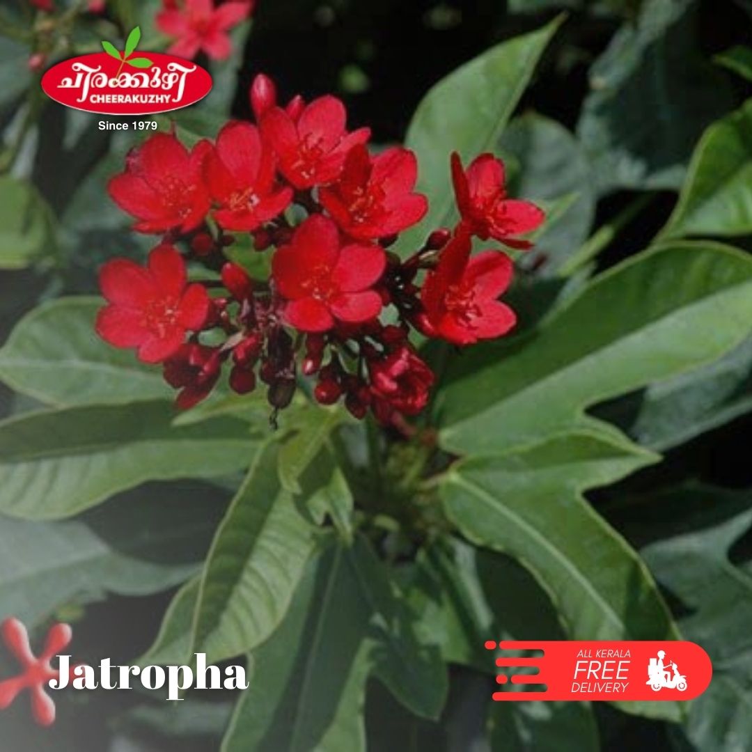 jatropha