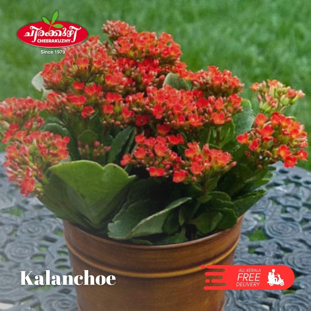 kalanchoe