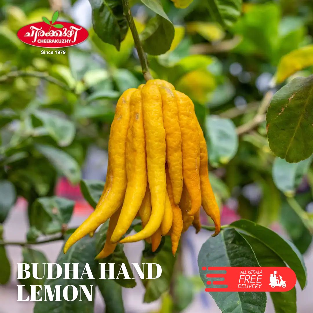 lemon budha hand