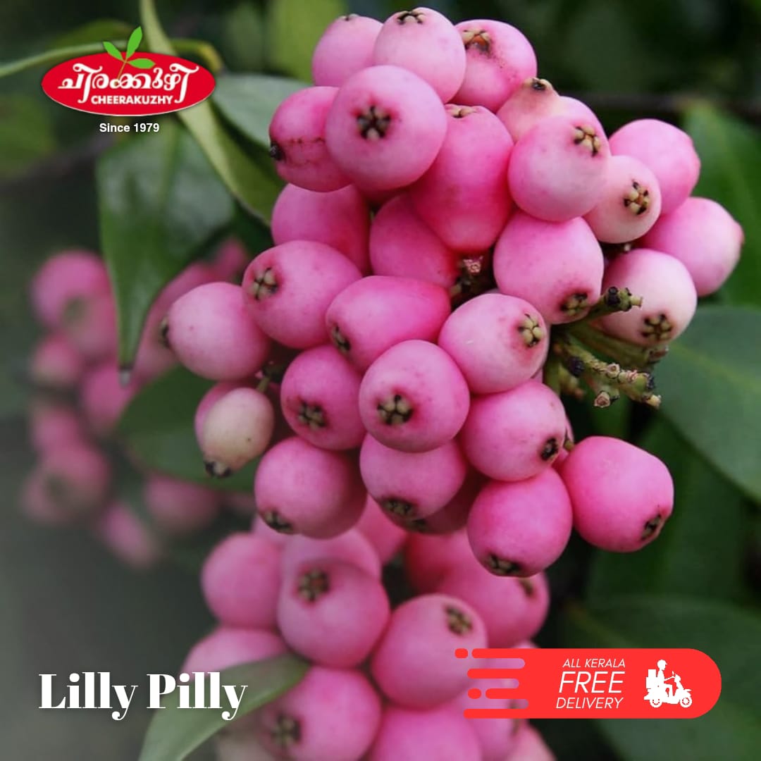 lillypilly