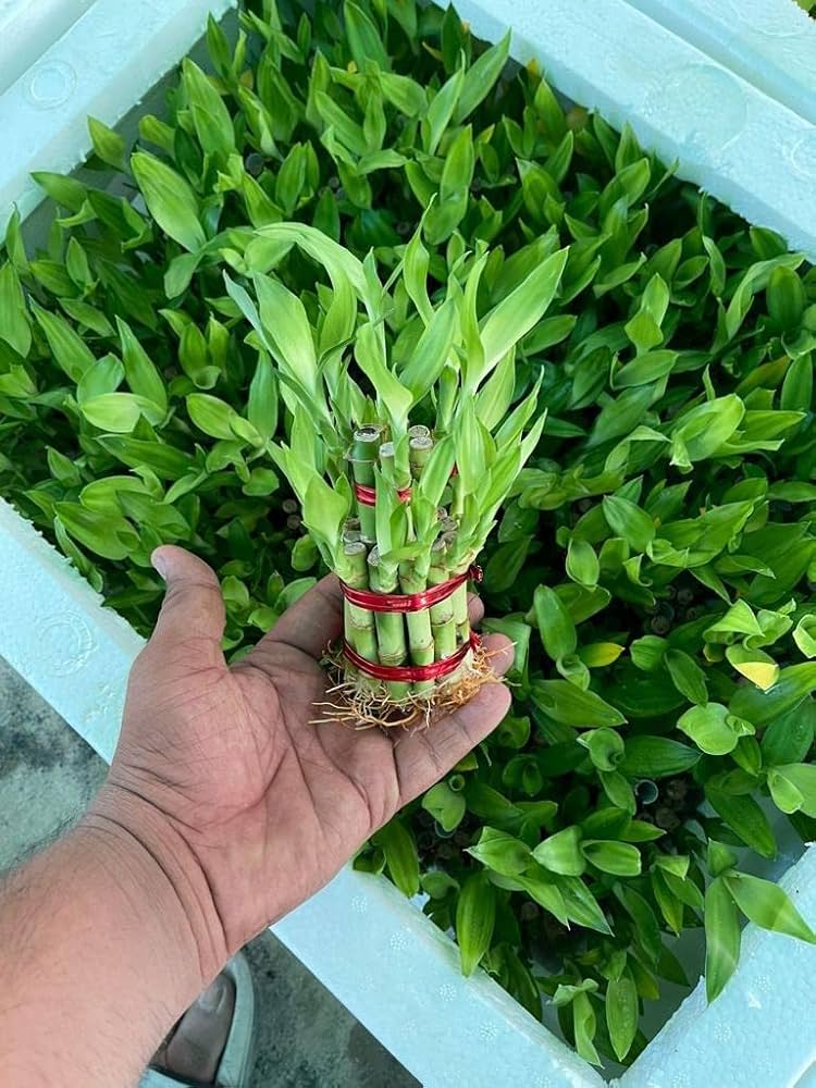 Lucky Bamboo